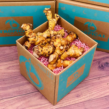 Fresh Galangal BoxSmall (3 Pounds)
